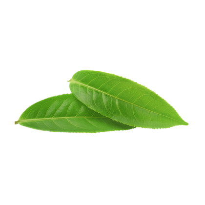 Tea Tree Extract