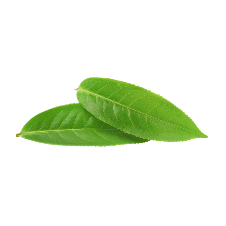 Tea Tree Extract