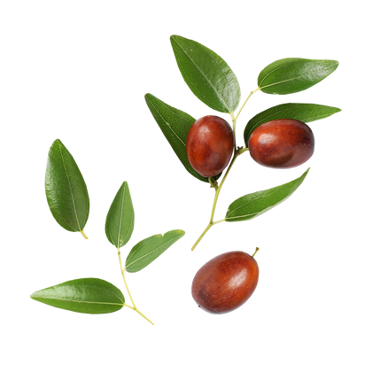 Jojoba Oil