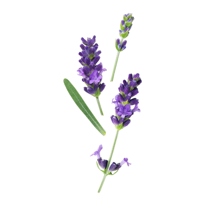 Lavender Flower Water