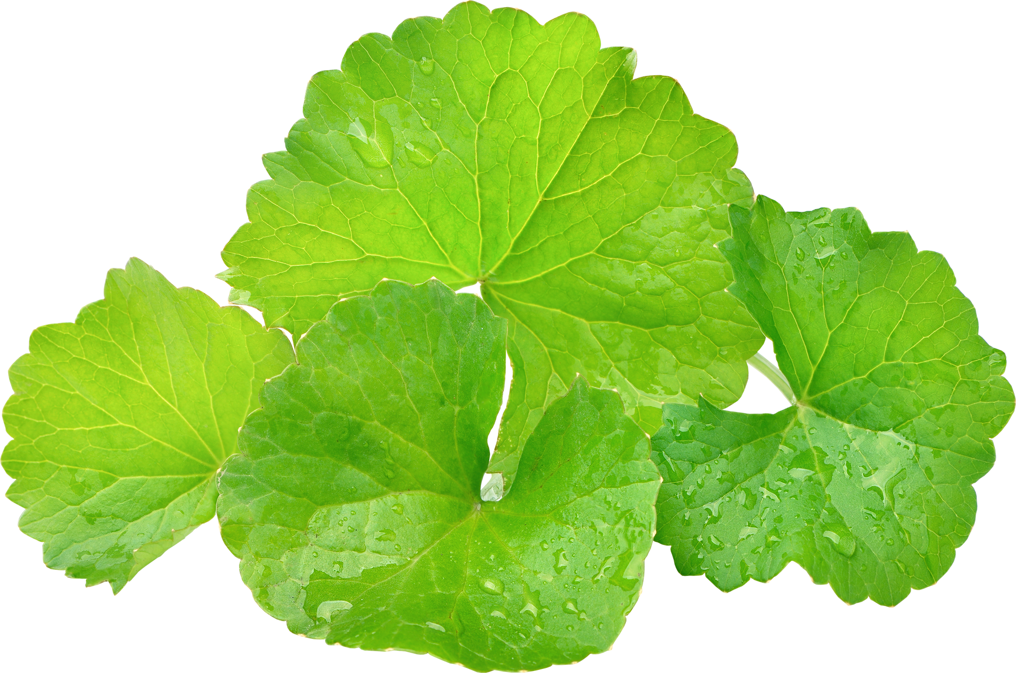 Cica 5 Complex