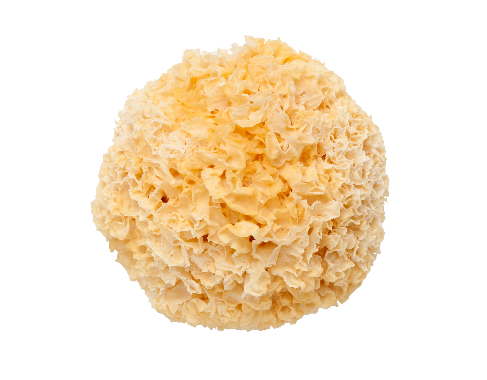 Mushroom Extract