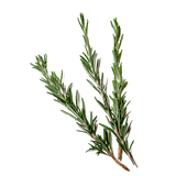 Rosemary Leaf Extract