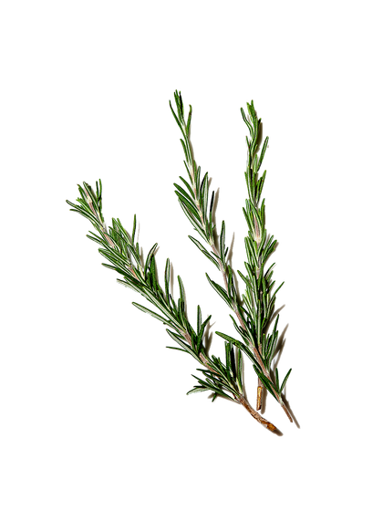 Rosemary Leaf Extract