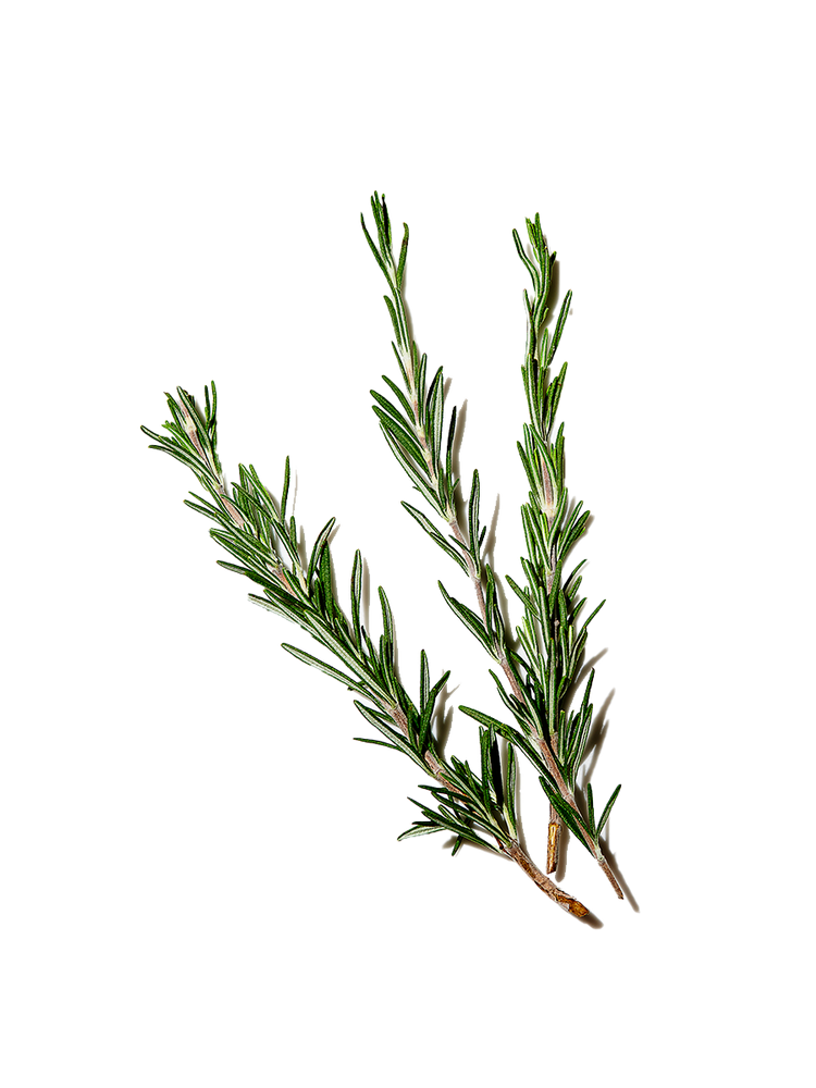 Rosemary Leaf Extract